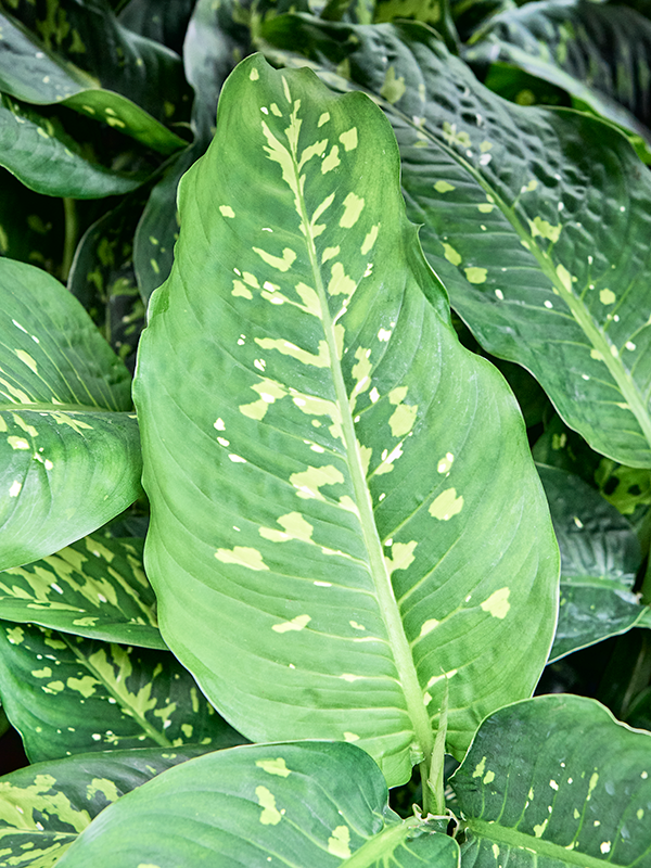 
                  
                    Dieffenbachia Spotty
                  
                