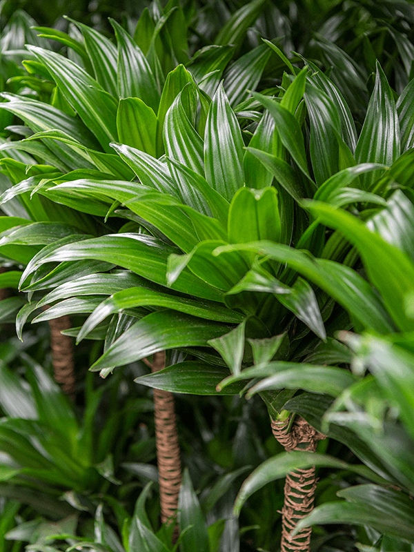 
                  
                    Dracaena fragrans Compacta
                  
                