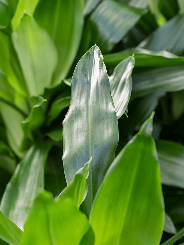 
                  
                    Dracaena fragrans Janet Craig
                  
                