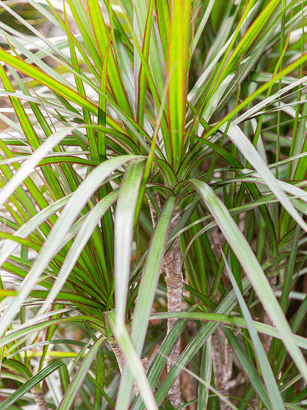 
                  
                    Dracaena marginata 'Magenta'
                  
                