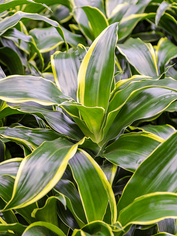 
                  
                    Dracaena fragrans Dorado
                  
                