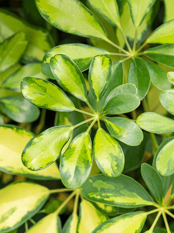 
                  
                    Schefflera arboricola Gold Capella
                  
                