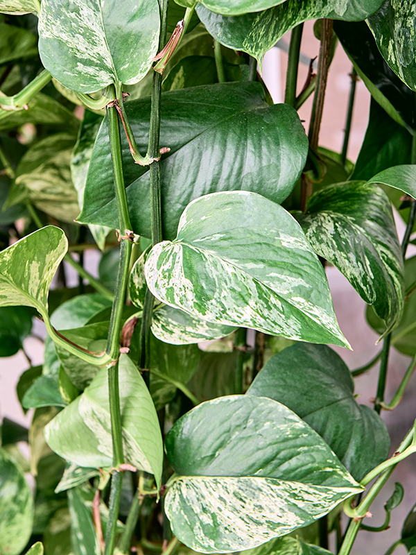 
                  
                    Scindapsus (Epipremnum) 'Marble Queen'
                  
                