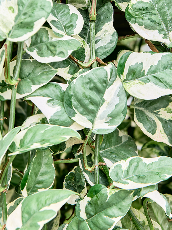 
                  
                    Scindapsus (Epipremnum 'N'joy'
                  
                