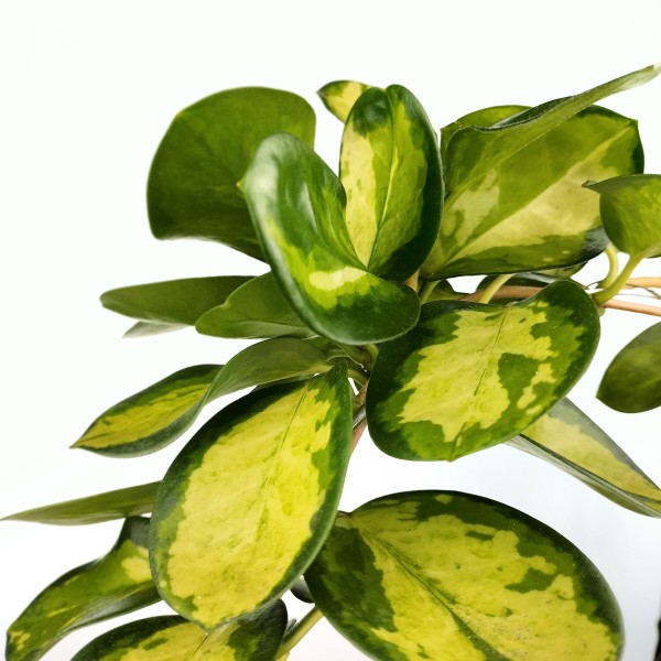 
                  
                    Hoya Australis Tricolor
                  
                