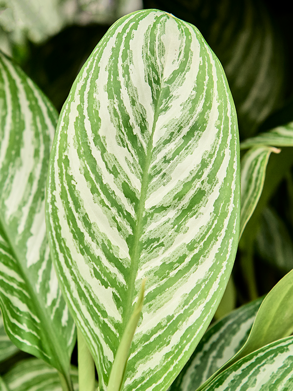 aglaonema stripes entretien Aglaonema Stripes