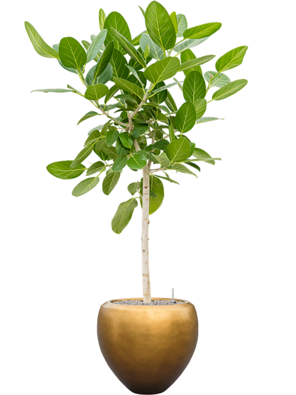 Ficus Audrey