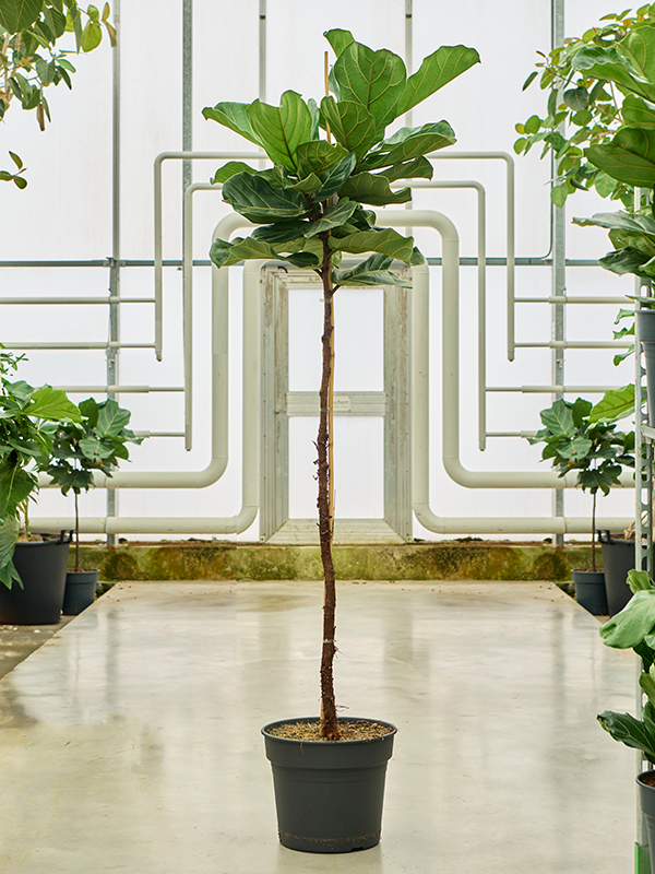 
                  
                    Ficus Lyrata
                  
                