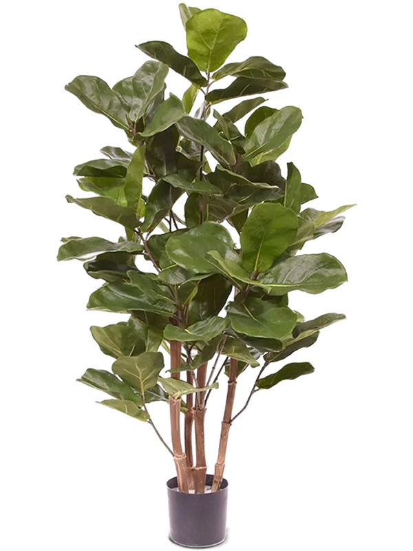 
                  
                    Ficus lyrata artificiel
                  
                