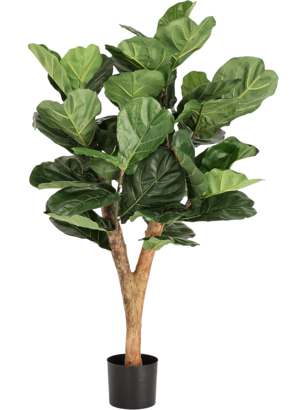 
                  
                    Ficus lyrata artificiel
                  
                