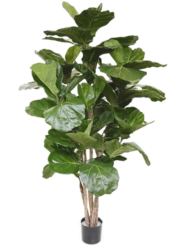 
                  
                    Ficus lyrata artificiel
                  
                