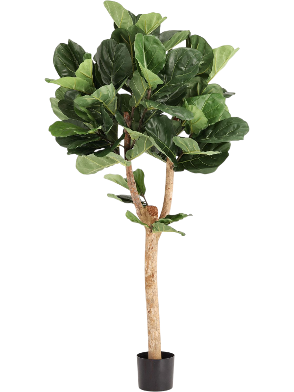 
                  
                    Ficus lyrata artificiel
                  
                
