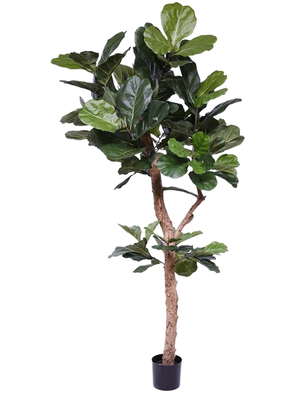 
                  
                    Ficus lyrata artificiel
                  
                