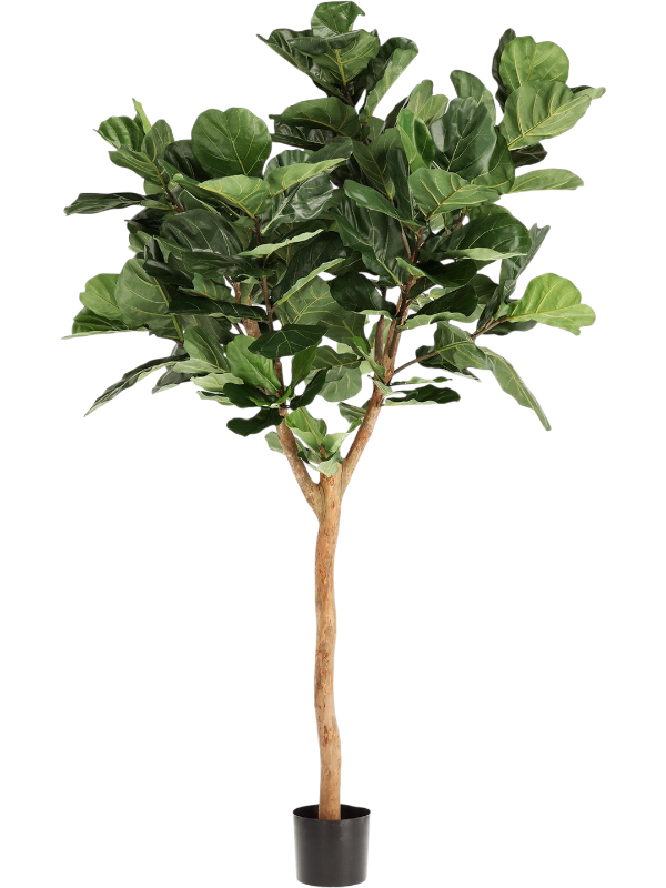 
                  
                    Ficus lyrata artificiel
                  
                