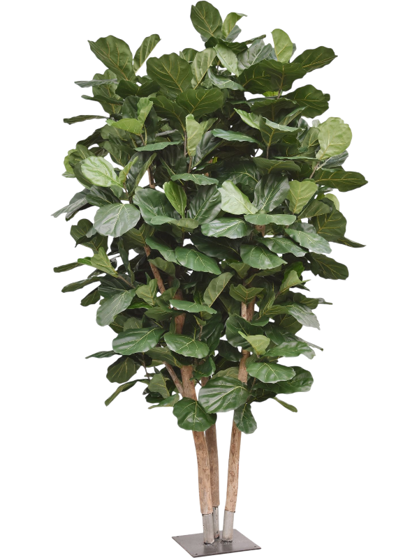 
                  
                    Ficus lyrata artificiel
                  
                
