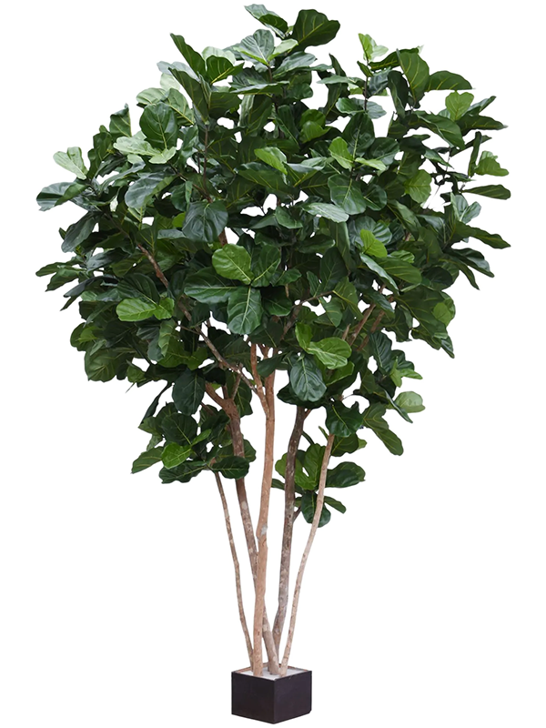 
                  
                    Ficus lyrata artificiel
                  
                