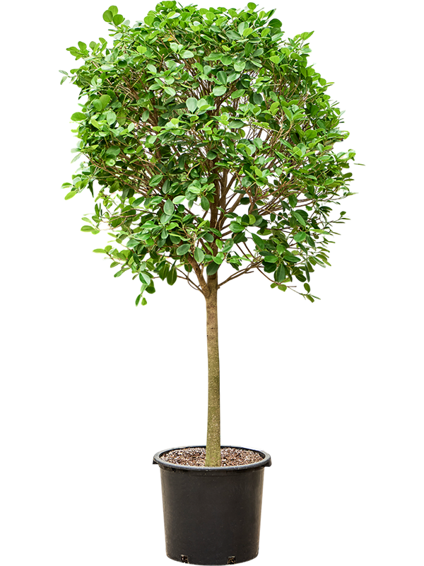 
                  
                    Ficus microcarpa Moclame
                  
                