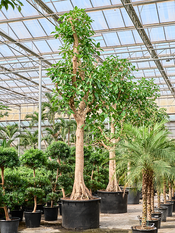 
                  
                    Ficus altissima Yellow Gem.
                  
                
