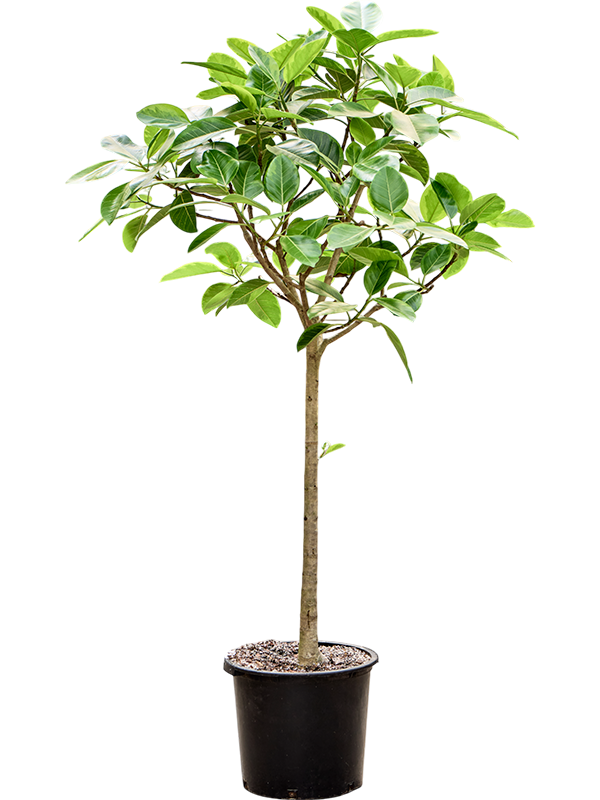 
                  
                    Ficus altissima Yellow Gem
                  
                