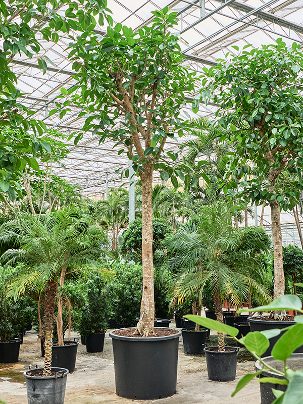 
                  
                    Ficus altissima
                  
                