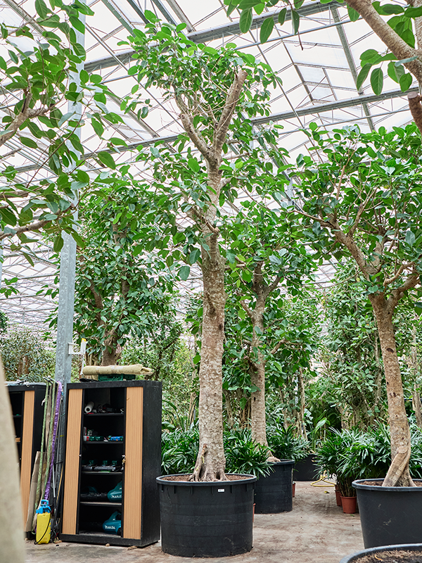 
                  
                    Ficus altissima
                  
                