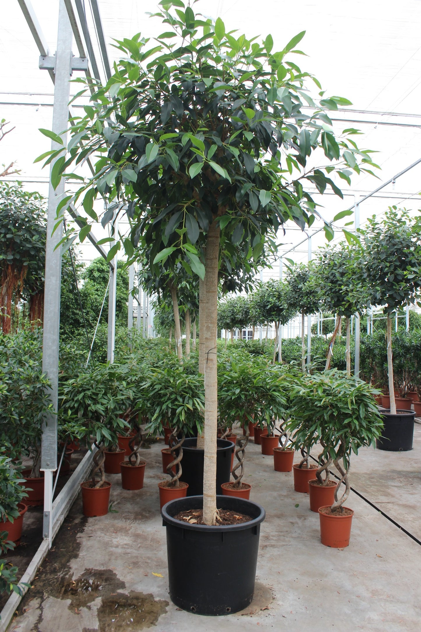 
                  
                    Ficus bellingeri
                  
                