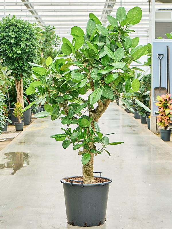 Ficus benghalensis