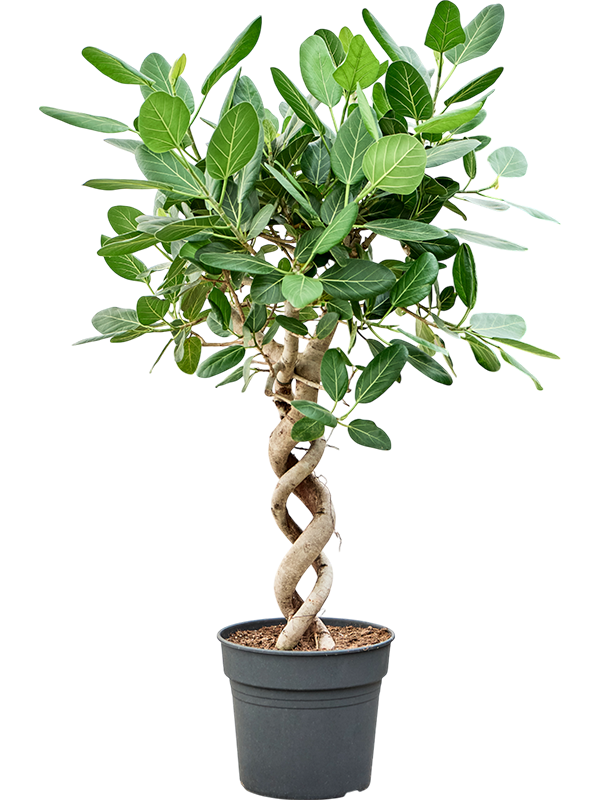 
                  
                    Ficus benghalensis Audrey
                  
                