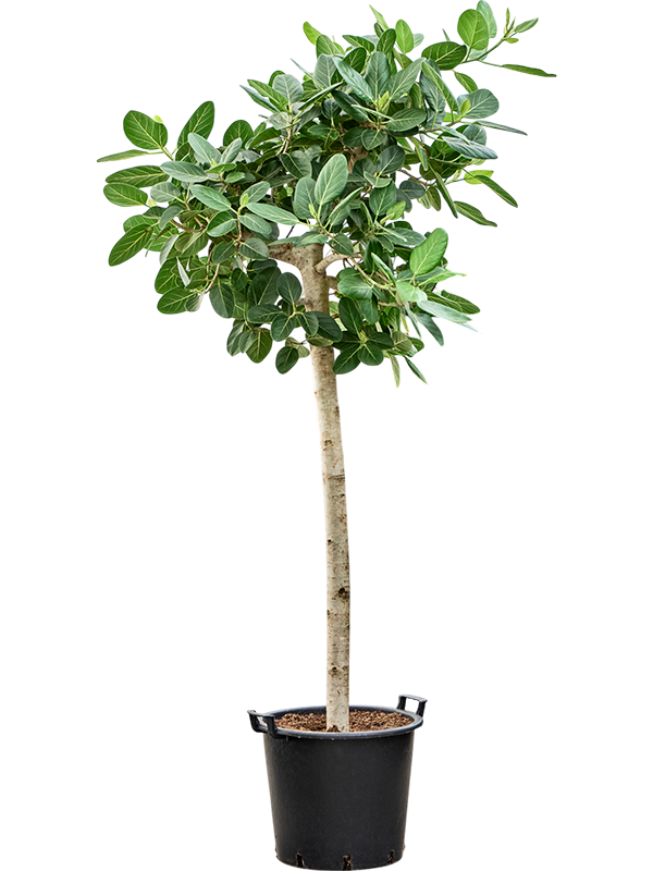 Ficus benghalensis Audrey.