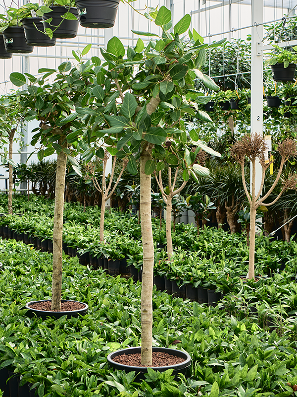 
                  
                    Ficus benghalensis Audrey
                  
                