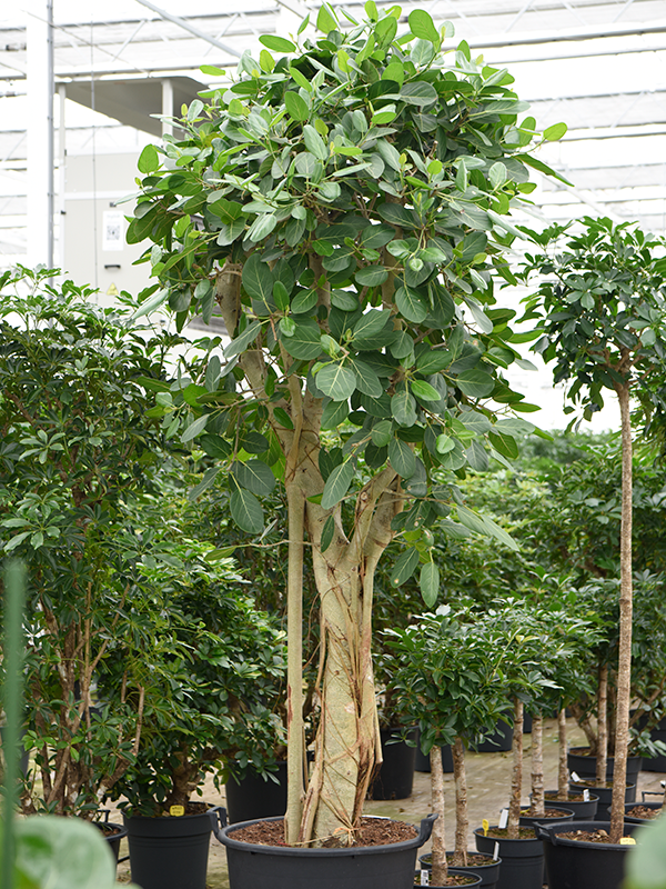 
                  
                    Ficus benghalensis
                  
                