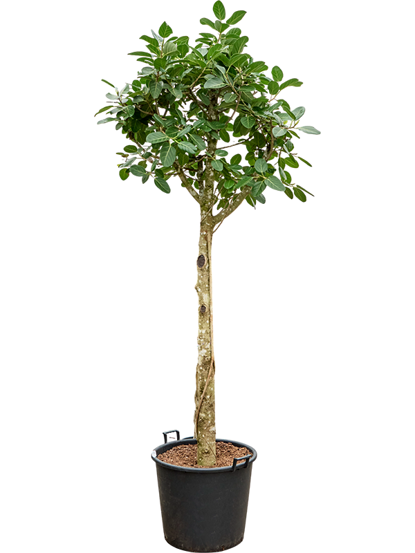 
                  
                    Ficus benghalensis Audrey
                  
                