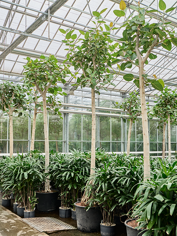 
                  
                    Ficus benghalensis Audrey
                  
                