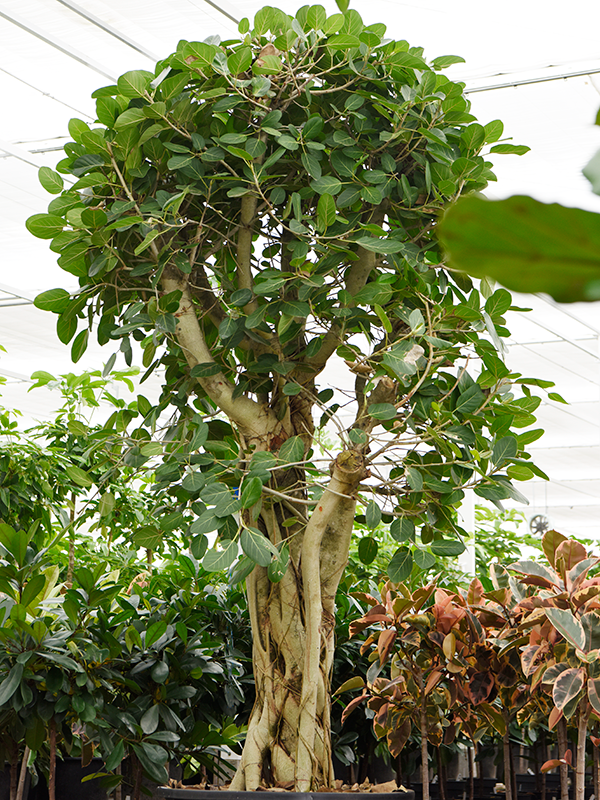 
                  
                    Ficus benghalensis
                  
                