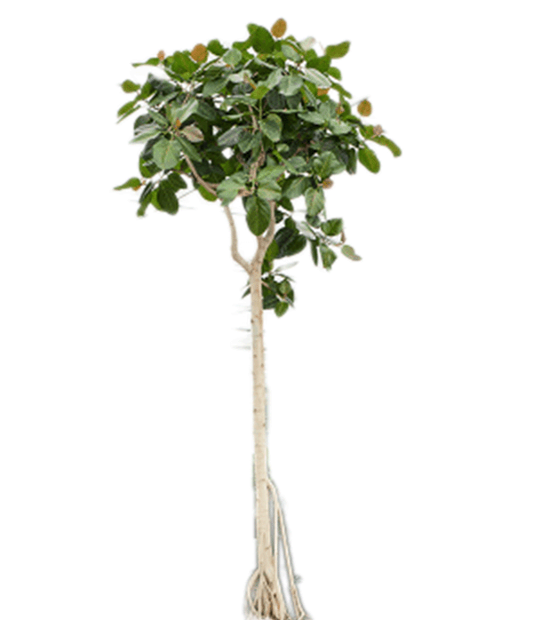 
                  
                    Ficus benghalensis
                  
                