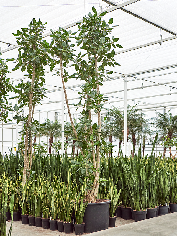 
                  
                    Ficus benghalensis
                  
                