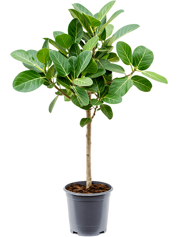 ficus audrey entretien Ficus benghalensis Audrey