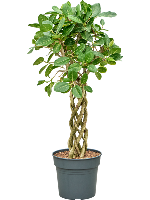 
                  
                    Ficus benghalensis Audrey
                  
                