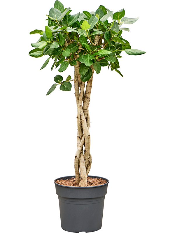 
                  
                    Ficus benghalensis Audrey
                  
                