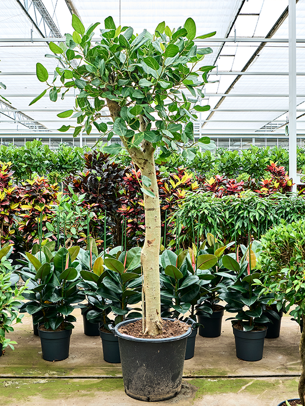 
                  
                    Ficus benghalensis Audrey
                  
                