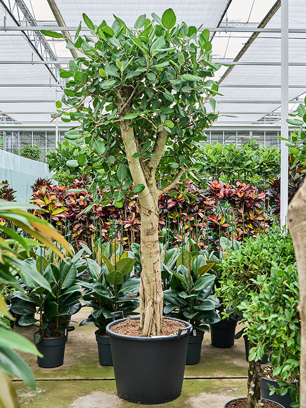 
                  
                    Ficus benghalensis Audrey
                  
                