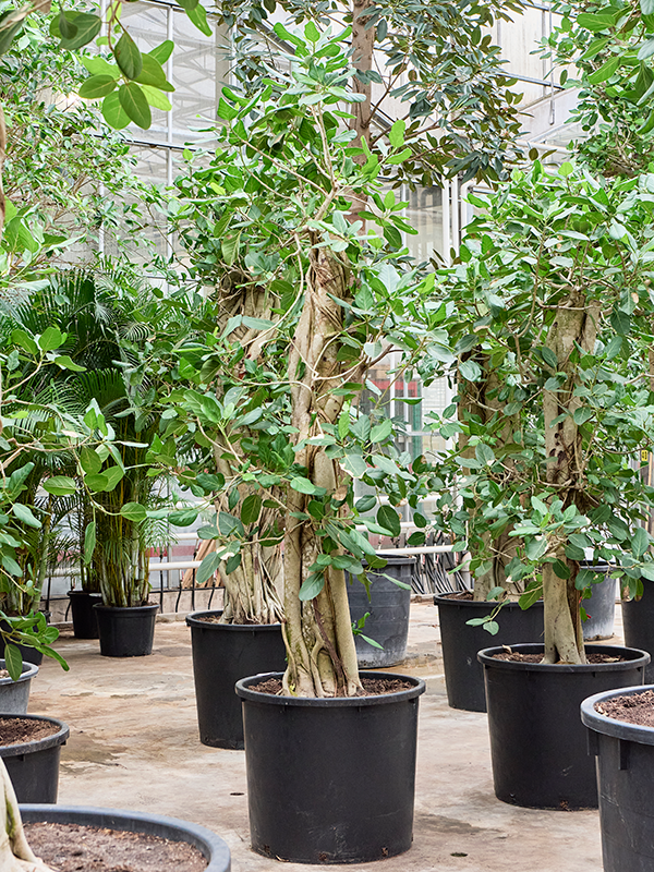 
                  
                    Ficus benghalensis Audrey
                  
                