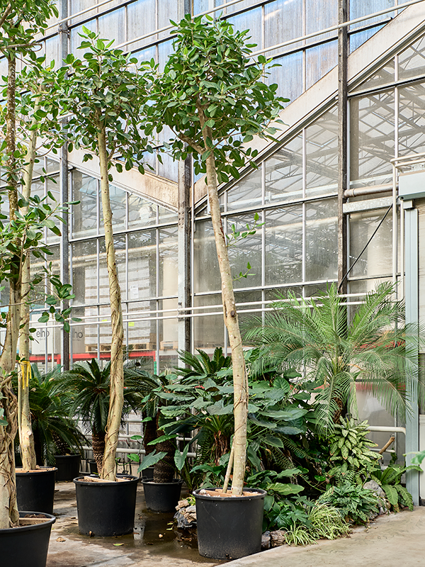
                  
                    Ficus benghalensis Audrey
                  
                