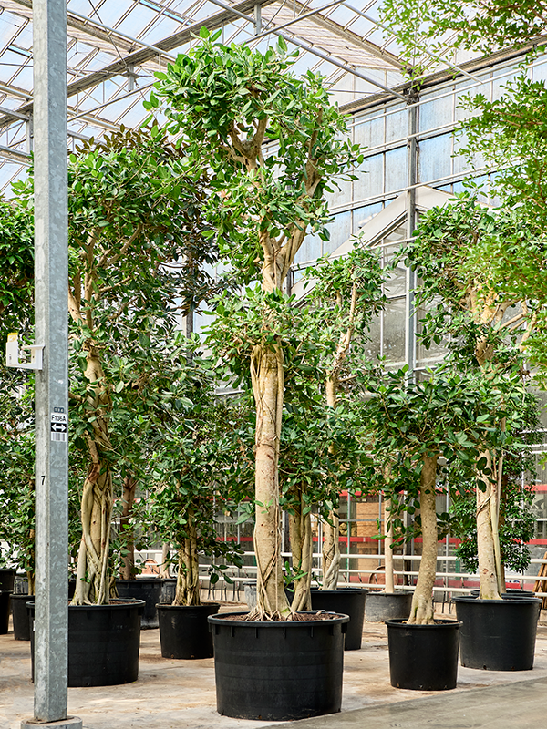
                  
                    Ficus benghalensis Audrey
                  
                