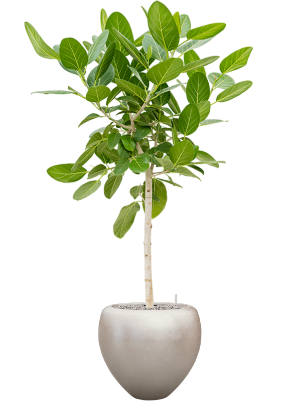 Ficus benghalensis en pot  Baq Metallic Silver leaf