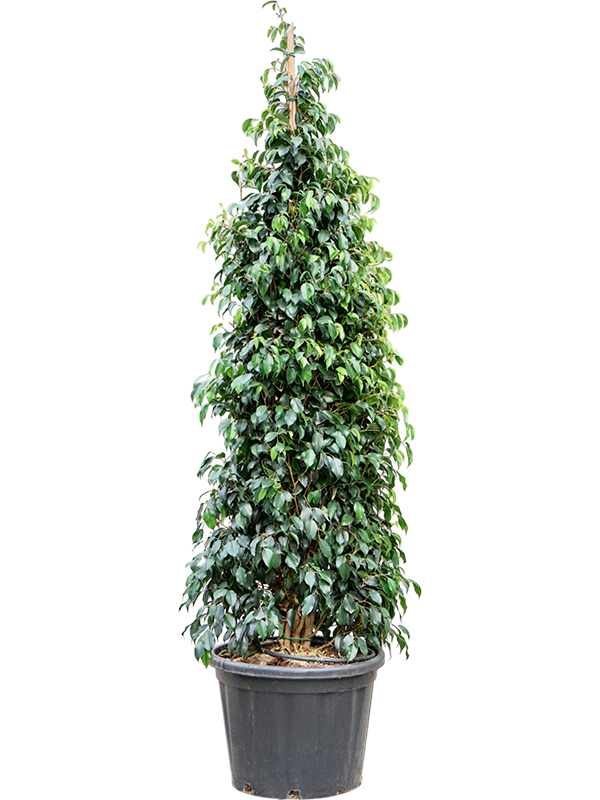 
                  
                    Ficus benjamina Danielle
                  
                