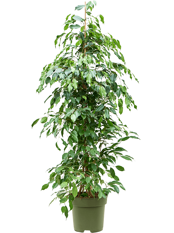 
                  
                    Ficus benjamina Exotica
                  
                