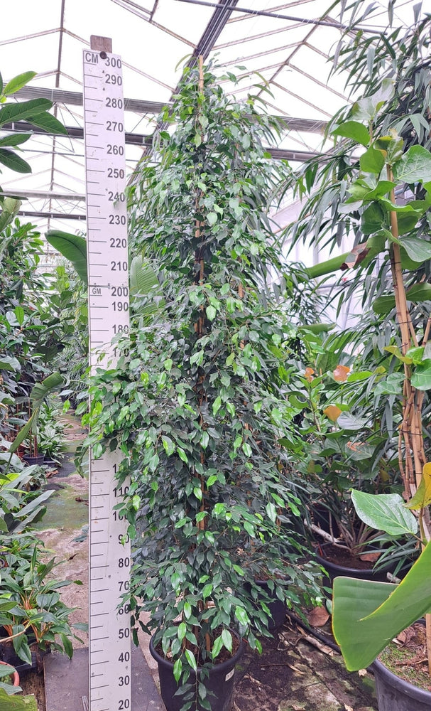 
                  
                    Ficus benjamina Exotica
                  
                