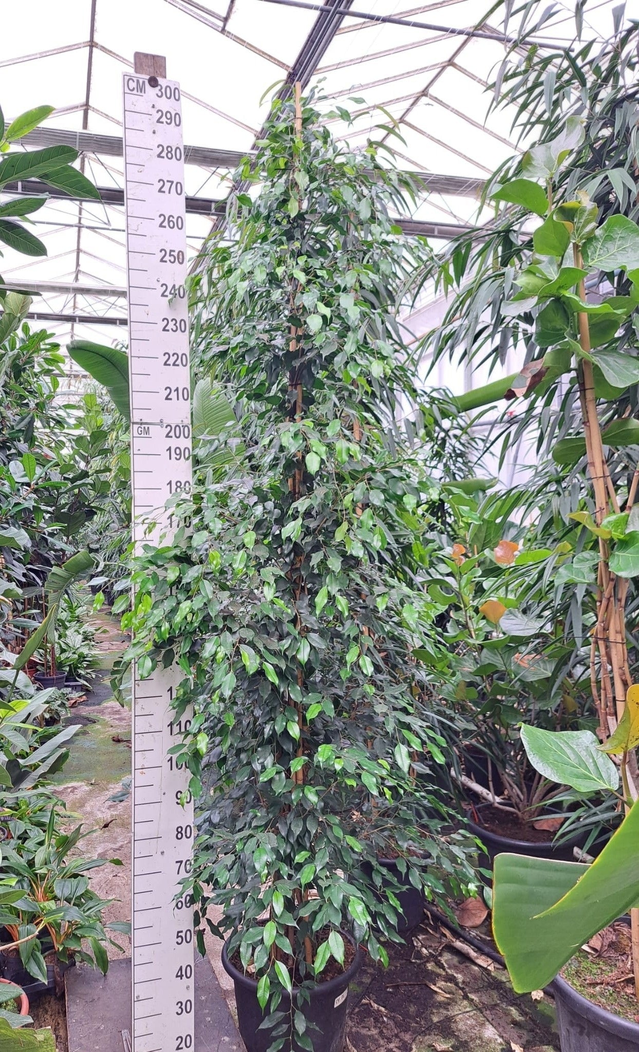 
                  
                    Ficus benjamina Exotica
                  
                