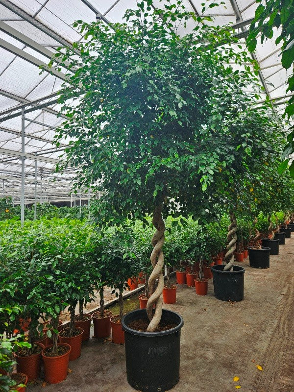 
                  
                    Ficus benjamina Exotica
                  
                